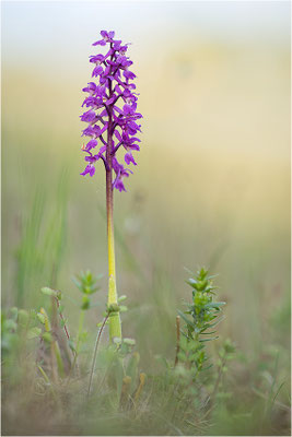 Stattliches Knabenkraut (Orchis mascula), Schweden, Farö