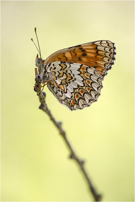 Flockenblumen-Scheckenfalter (Melitaea phoebe), Italien, Region Aostatal, 1600m
