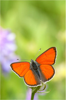 Lilagold-Feuerfalter (Lycaena hippothoe eurydame), Männchen, Schweiz, Wallis, 1700m