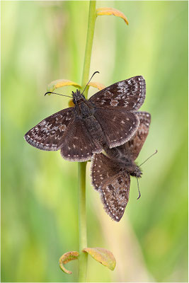 Dunkler Dickopffalter (Erynnis tages), Paarung, Deutschland, Baden-Württemberg