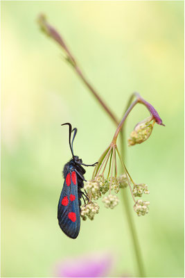 Großes Fünffleck-Widderchen (Zygaena lonicerae), Schweiz, Wallis