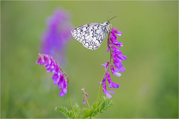 Russisches Schachbrett (Melanargia russiae), Männchen, Frankreich, Dep. Var