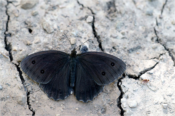 Blauäugiger Waldportier (Minois dryas), Frankreich, Drôme