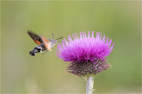 Taubenschwänzchen (Macroglossum stellatarum), Frankreich, Dep. Var