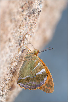 Kaisermantel (Argynnis paphia), Männchen, Frankreich, Ardèche