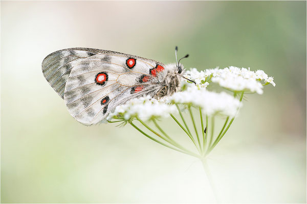 Roter Apollo (Parnassius apollo valesiacus), Schweiz, Kanton Wallis