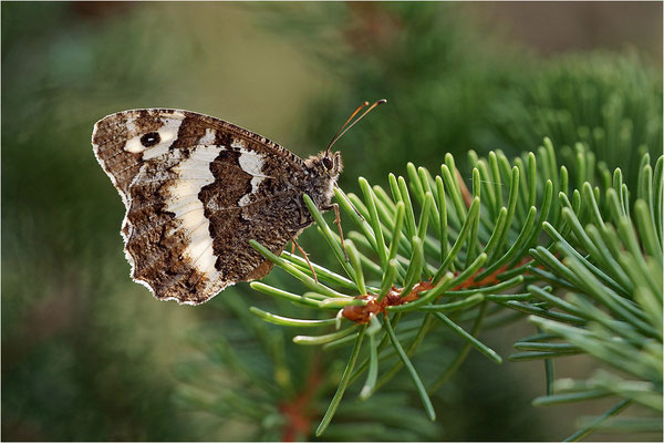Weißer Waldportier (Brintesia circe), Frankreich, Haute-Loire