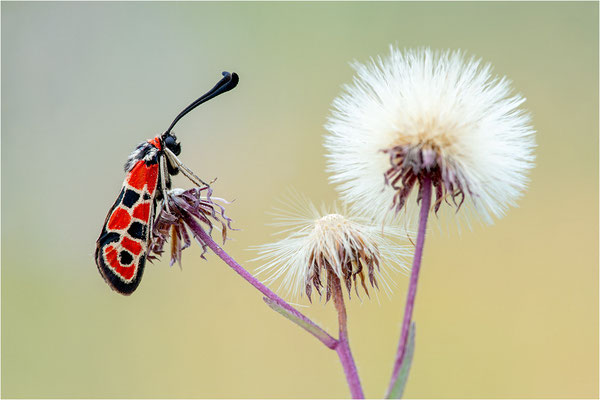 Zygaena fausta