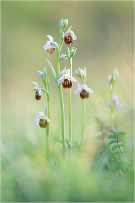 Ophrys fuciflora