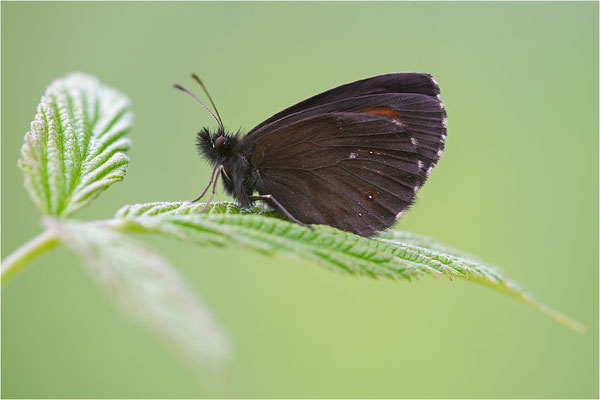 Weißbindiger Bergwald-Mohrenfalter (Erebia euryale), Weibchen, Italien, Region Aostatal, 1700m