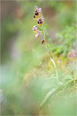 Norman´s Ragwurz (Ophrys normanii)