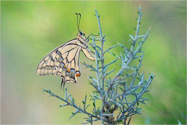 Schwalbenschwanz (Papilio machaon), Frankreich, Dep. Ardéche