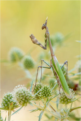 Hauben-Fangschrecke (Empusa pennata), Weibchen, Frankreich, Drôme