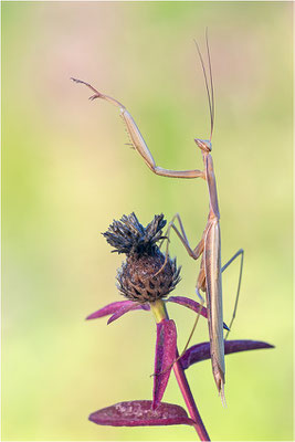 Europäische Gottesanbeterin (Mantis religiosa), Männchen, Deutschland, Baden-Württemberg