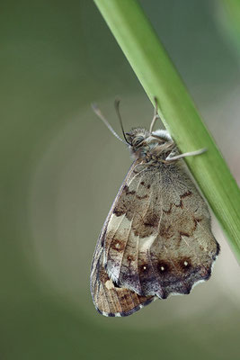 Waldbrettspiel (Pararge aegeria), Deutschland, Baden-Württemberg