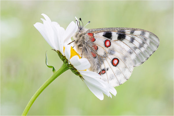 Roter Apollo (Parnassius apollo calmensis), Schweiz, Kanton Fribourg