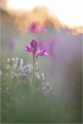 Großblütige Schmetterlings-Hundswurz (Anacamptis papilionacea expansa), Dep. Aveyron, Frankreich