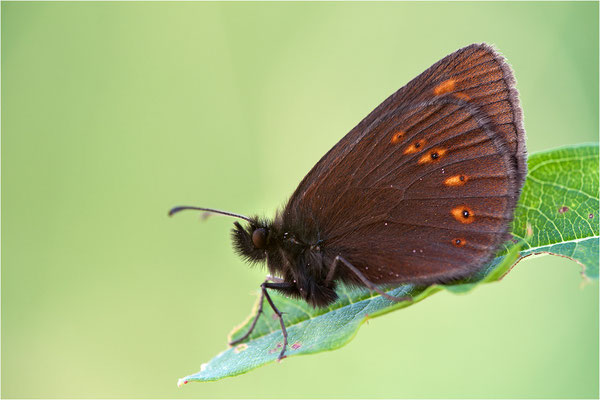 Mandeläugiger Mohrenfalter (Erebia alberganus), Schweiz, Kanton Wallis