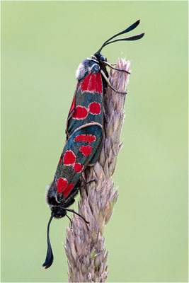 Esparsetten-Widderchen (Zygaena carniolica), Frankreich, Dep. Jura