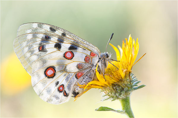 Roter Apollo (Parnassius apollo venaissimus), Frankreich, Dep. Vaucluse