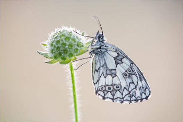 Schachbrettfalter (Melanargia galathea), Männchen, Deutschland, Baden-Württemberg