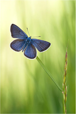 Rotklee-Bläuling (Cyaniris semiargus), Männchen, Schweiz, Wallis