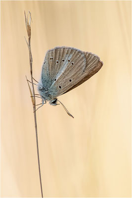 Ripart´s Bläuling (Polyommatus riparti), Männchen, Frankreich, Dep. Drôme