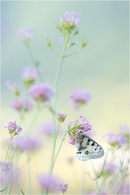 Roter Apollo (Parnassius apollo substitutus), Frankreich, Savoyen