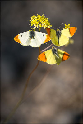 Gelber Aurorafalter (Anthocharis euphenoides), Werbeverhalten, Frankreich, Ardèche
