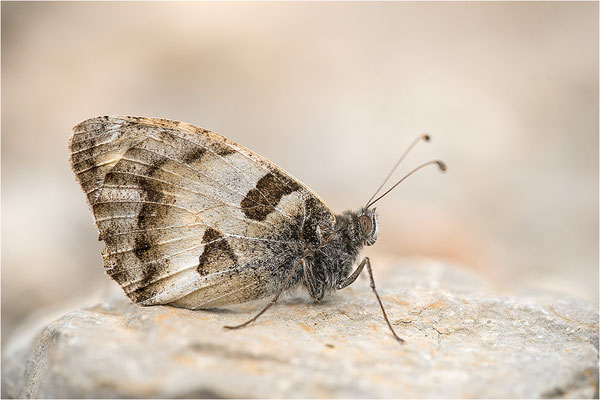 Berghexe (Chazara briseis), Männchen, Frankreich, Dep. Drôme