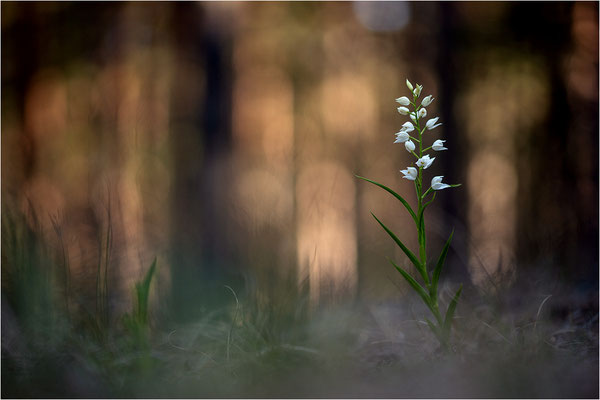 Schwertblättriges Waldvöglein (Cephalanthera longifolia), Schweden,  Farö