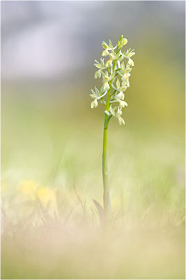 Provence-Knabenkraut (Orchis provincialis), Frankreich, Isere