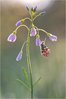 Aurorafalter (Anthocharis cardamines), Männchen, Deutschland, Baden-Württemberg