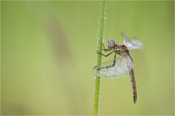 Frühe Heidelibelle (Sympetrum fonscolombii), Deutschland, Baden-Württemberg