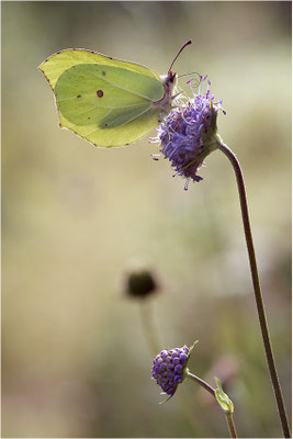 Zitronenfalter (Gonepteryx rhamni), Männchen, Schweden, Dalsland