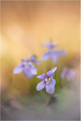 Veilchen (Viola spec.), Deutschland, Baden-Württemberg