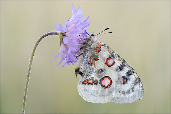 Roter Apollo (Parnassius apollo lithographicus), Deutschland, Oberbayern