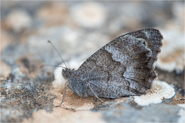 Eisenfarbiger Samtfalter (Hipparchia statilinus), Frankreich, Dep. Drôme