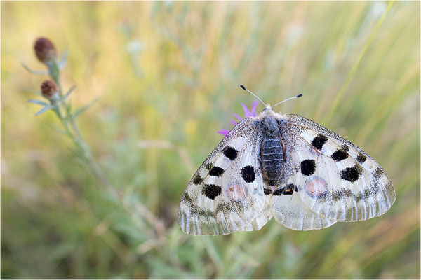 Roter Apollo (Parnassius apollo lithographicus), Deutschland, Oberbayern