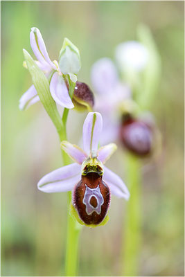 Ophrys splendida, Var