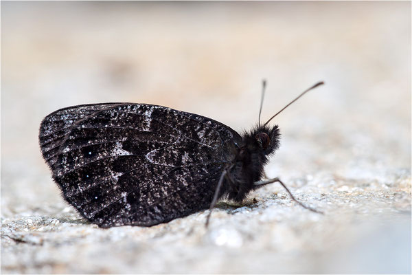 Marmorierter Mohrenfalter (Erebia montana), Männchen, Schweiz, Kanton Wallis