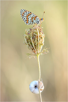 Roter Scheckenfalter (Melitaea didyma), Männchen, Frankreich, Drôme