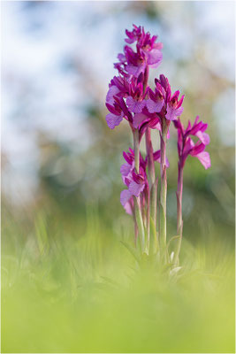 Großblütige Schmetterlings-Hundswurz (Anacamptis papilionacea expansa), Italien, Sardinien