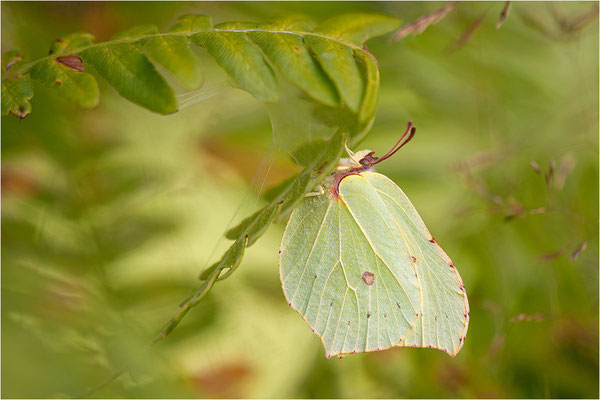 Zitronenfalter (Gonepteryx rhamni), Schweden, Värmland