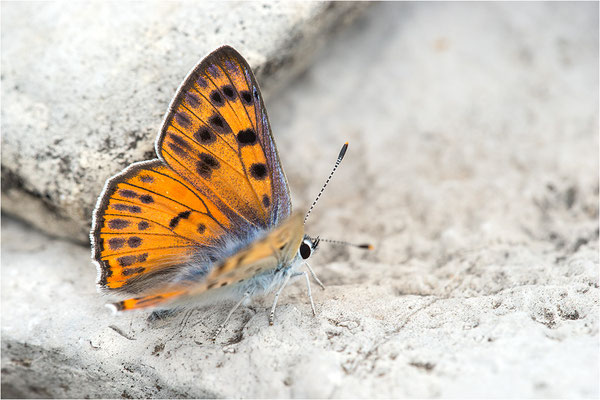 Violetter Feuerfalter (Lycaena alciphron gordius), Weibchen, Frankreich, Haute Alps, 1300m