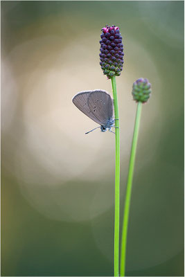 Dunkler Wiesenknopf-Ameisenbläuling (Phengaris nausithous), Deutschland, Baden-Württemberg