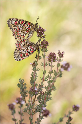 Spanischer Osterluzeifalter (Zerynthia rumina), Paarung, Frankreich, Ardèche