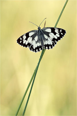 Schachbrettfalter (Melanargia galathea), Männchen, Deutschland, Baden-Württemberg