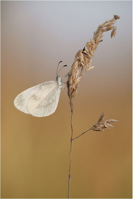 Tintenfleck-Weißling (Leptidea sinapis bzw. juvernica), Deutschland, Baden-Württemberg