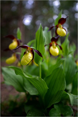 Gelber Frauenschuh (Cypripedium calceolus), Schweden, Gotland